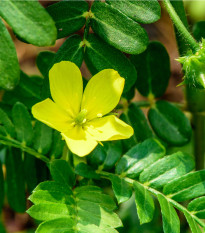 Kotvičník zemní - Tribulus terrestris - osivo kotvičníku - 7 ks