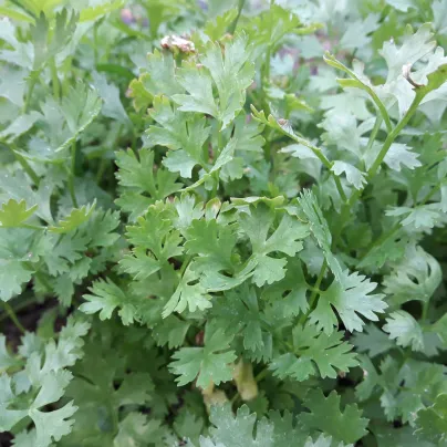 Koriandr Caribe - Coriandrum sativum - osivo koriandru - 50 ks