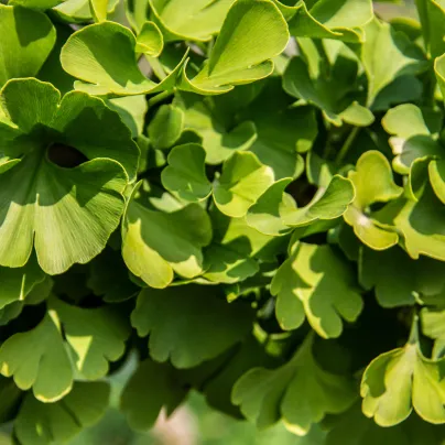 Ginkgo biloba - Jinan dvoulaločný - osivo ginkgo biloby - 2 ks