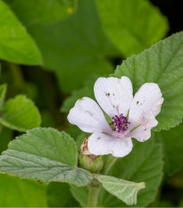 Proskurník lékařský - Althaea officinalis - osivo proskurníku - 18 ks
