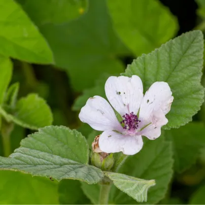 Proskurník lékařský - Althaea officinalis - osivo proskurníku - 18 ks