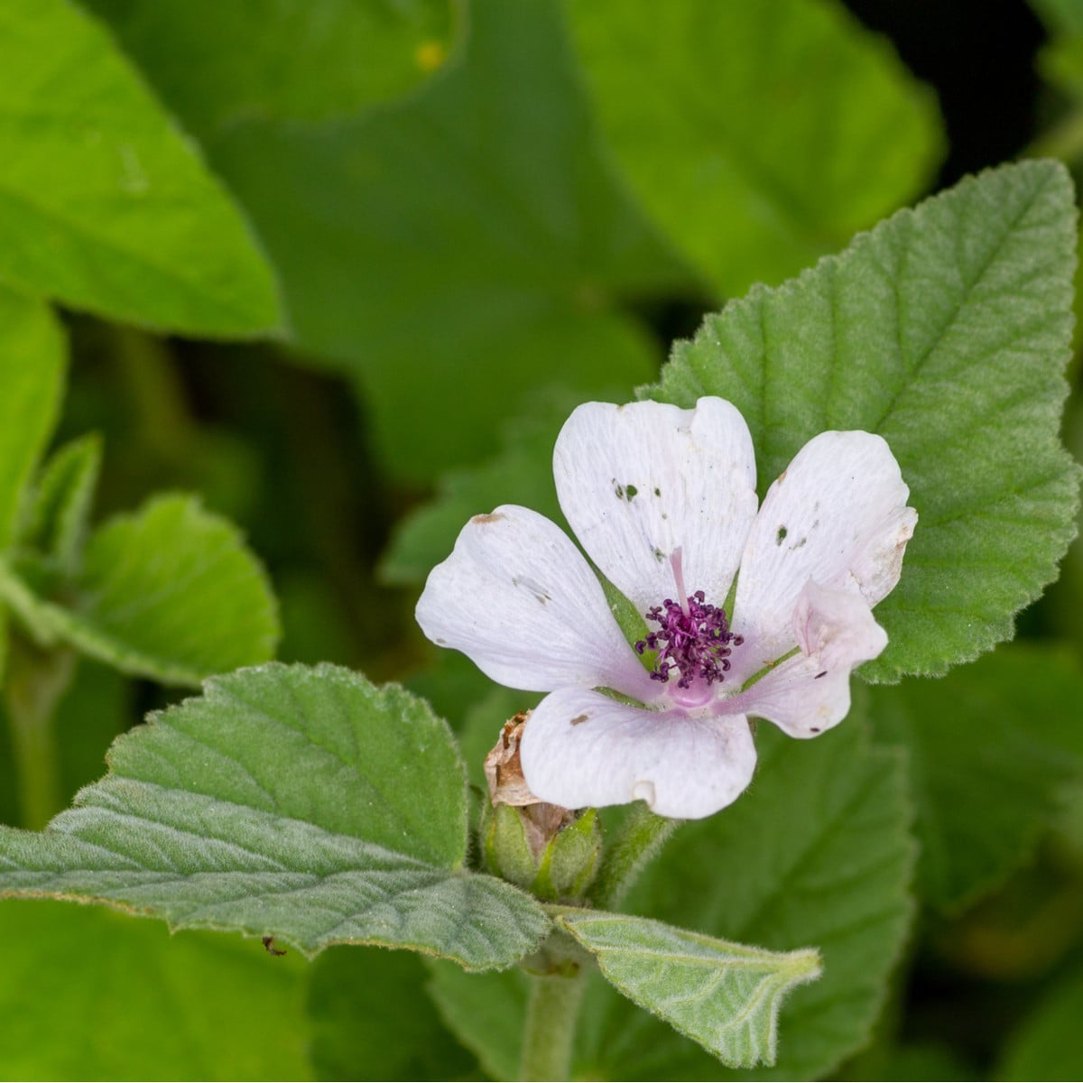 Proskurník lékařský - Althaea officinalis - osivo proskurníku - 18 ks
