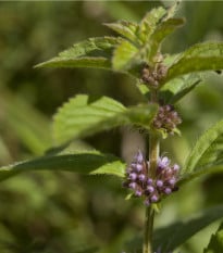 Máta Polej - Máta kobercová - Mentha pulegium - osivo máty - 25 ks