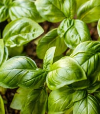 Bazalka trpasličí pravá - Ocimum basilicum - osivo bazalky - 100 ks