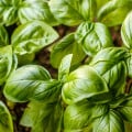 Bazalka trpasličí pravá - Ocimum basilicum - osivo bazalky - 100 ks