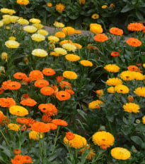 Měsíček lékařský Pacific Beauty Směs - Calendula officinalis - osivo měsíčku - 30 ks