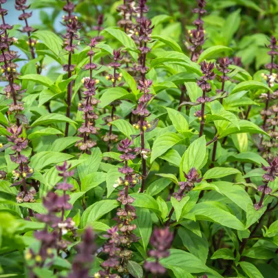 Bazalka thajská - Ocimum basilicum var. thyrsiflora - osivo bazalky - 50 ks