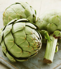 Artyčok zelený Grosse von Laon - Cynara scolymus - osivo artyčoku - 20 ks