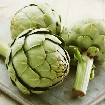 Artyčok zelený Grosse von Laon - Cynara scolymus - osivo artyčoku - 20 ks