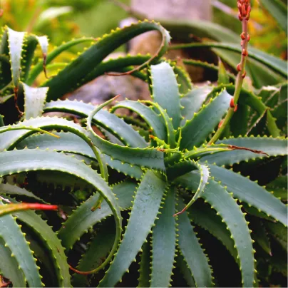 Aloe arborescens - Aloe arborescens - osivo aloe - 6 ks