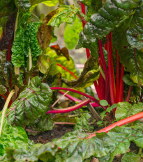 Mangold řapíkatý růžový - Beta vulgaris - osivo mangoldu - 50 ks