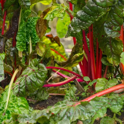 Mangold řapíkatý růžový - Beta vulgaris - osivo mangoldu - 50 ks