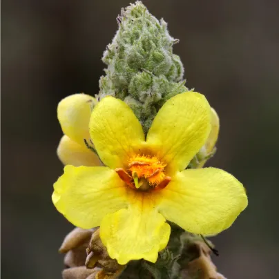 Divizna malokvětá - Verbascum thapus - osivo divizny - 150 ks