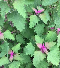 Špenát stromový - Chenopodium giganteum - osivo špenátu - 300 ks