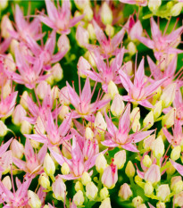 Rozchodnice růžová - Rhodiola rosea - osivo rozchodnice - 8 ks