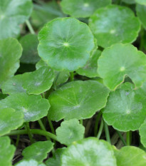 Gotu Kola - Pupečník Asijský - Centella asiatica - osivo goty - 4 ks