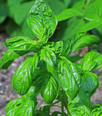 Bazalka pravá Genovese - Ocimum basilikum Genovese - semena bazalky - 150 ks 