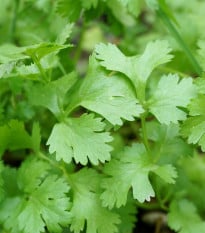 Koriandr Santo - Coriandrum sativum - osivo koriandru - 100 ks