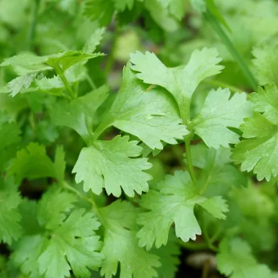 Koriandr Santo - Coriandrum sativum - osivo koriandru - 100 ks