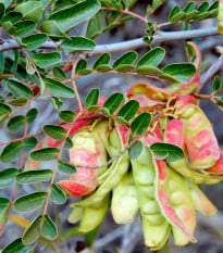 Africká bylina - Lessertia frutescens - osivo africké byliny - 4 ks