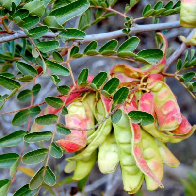 Africká bylina - Lessertia frutescens - osivo africké byliny - 4 ks