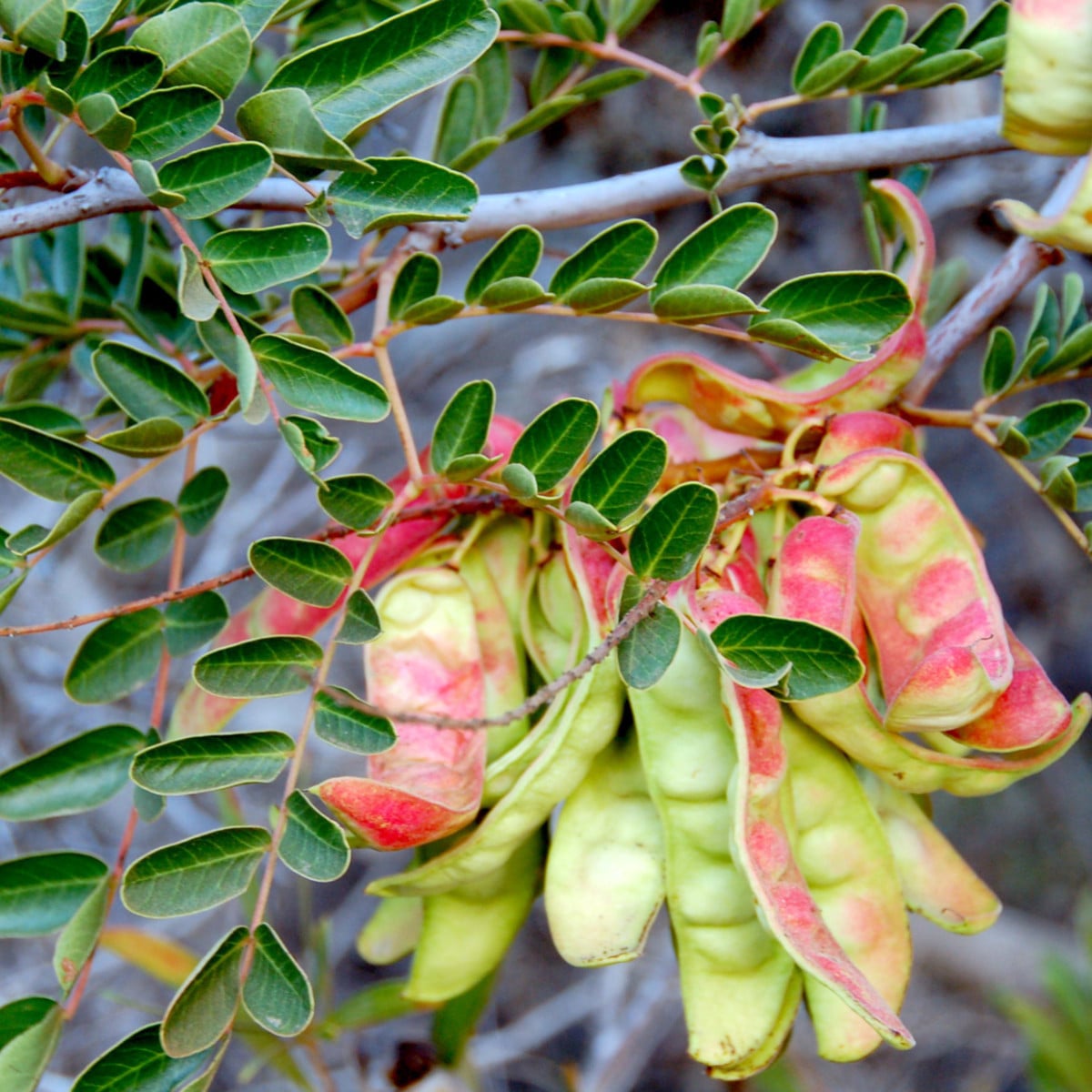 Africká bylina - Lessertia frutescens - osivo africké byliny - 4 ks