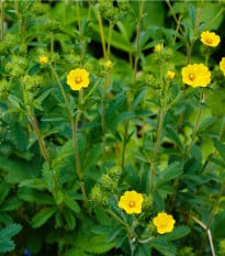 Mochna nátržník - Potentilla erecta - osivo mochny - 8 ks