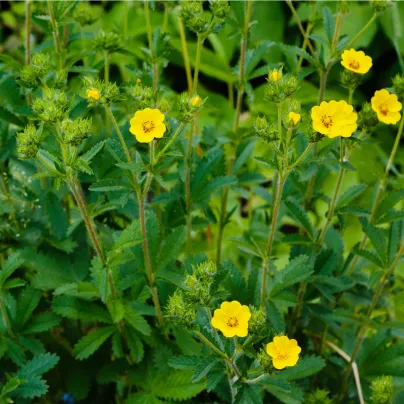 Mochna nátržník - Potentilla erecta - osivo mochny - 8 ks