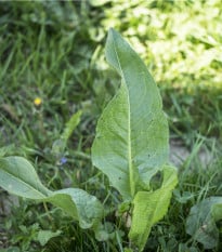 Šťovík zahradní - Rumex patientia - osivo šťovíku - 20 ks