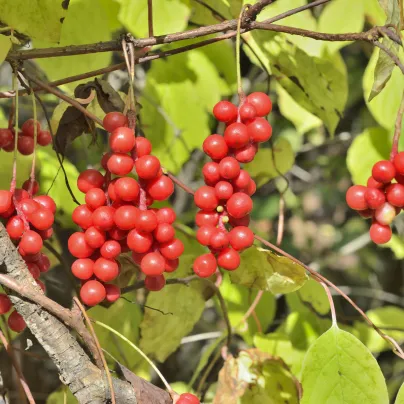 Schizandra čínská - Klanopraška - Schisandra chinensis - osivo klanoprašky - 6 ks