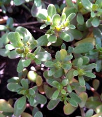 Šrucha zelná - Portulaca oleracea - prodej semen zeleniny - 30 ks