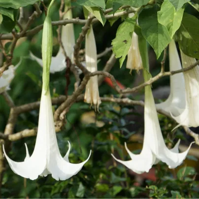 Brugmansie krémová - Brugmansia arborea - osivo durmanu - 5 ks