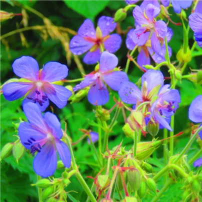 Kakost smrdutý - Geranium robertianum - osivo kakostu - 10 ks