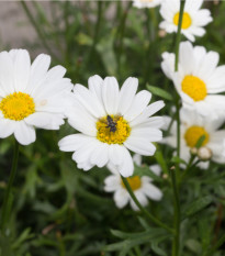 Rmen rolní - Anthemis arvensis - osivo rmenu - 0,2 g