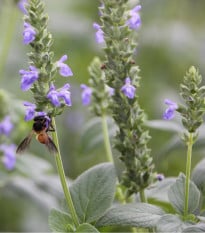 Chia semena - Salvia hispanica - osivo chia - 10 ks