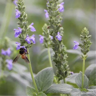 Chia semena - Salvia hispanica - osivo chia - 10 ks