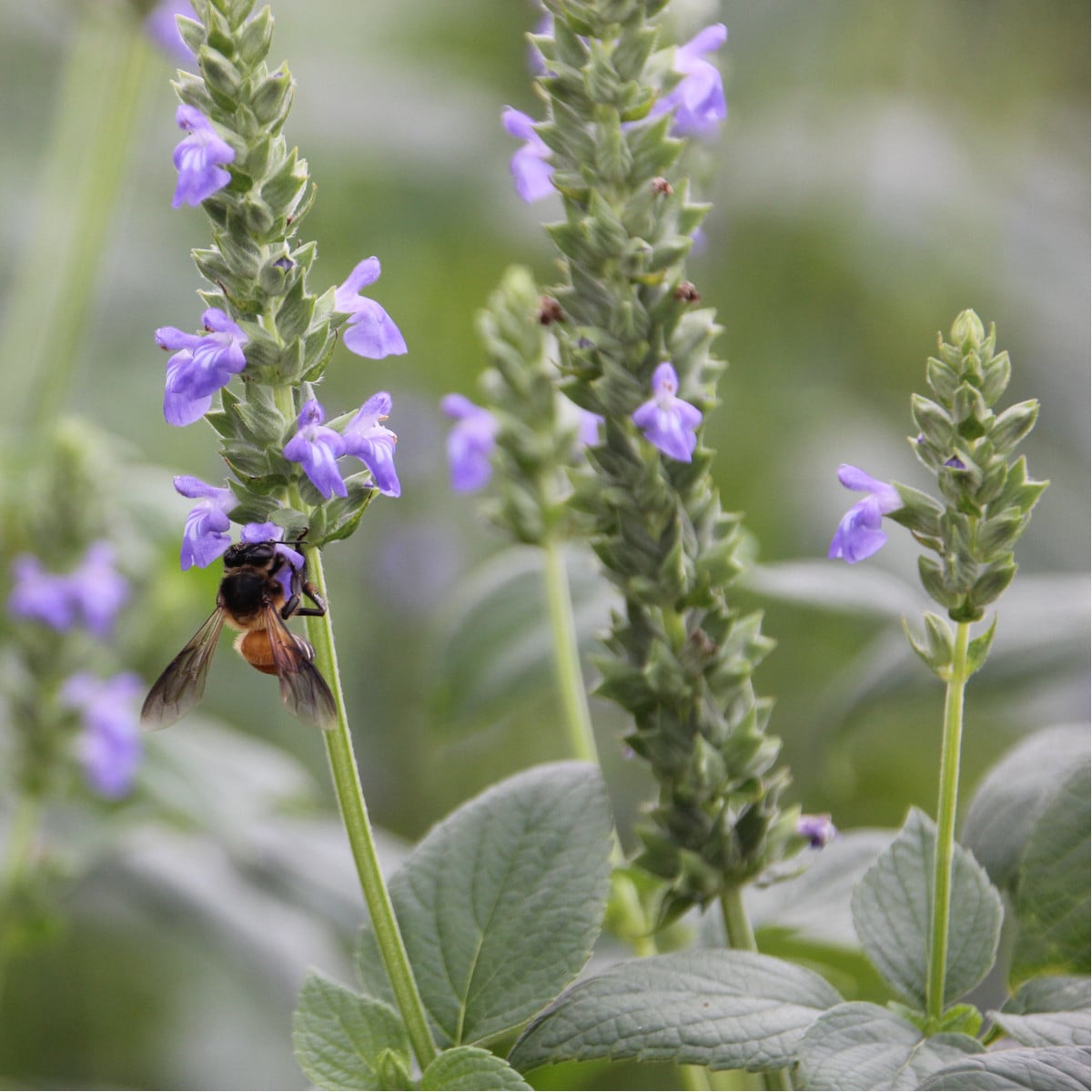 Chia semena - Salvia hispanica - osivo chia - 10 ks