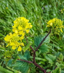Hořčice černá - Brassica nigra - osivo hořčice - 50 ks