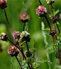 Krvavec menší - Sanguisorba minor - osivo krvavce - 8 ks