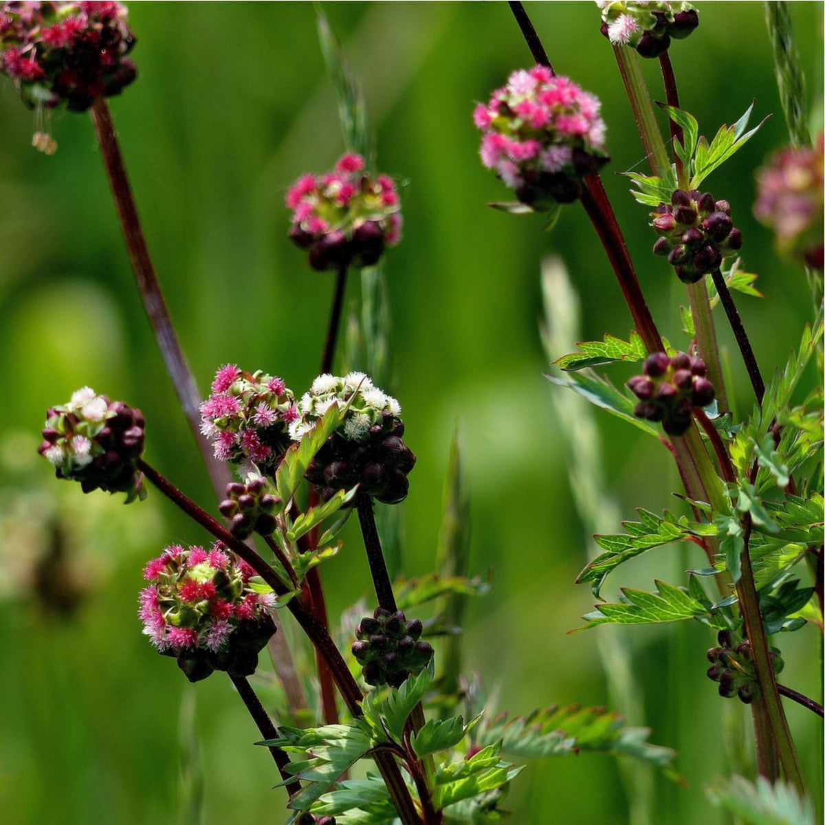Krvavec menší - Sanguisorba minor - osivo krvavce - 8 ks