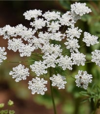Pakmín větší - Ammi majus - osivo kmínu - 300 ks