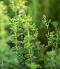 Oregano Zaatar - Origanum syriaca - osivo oregana - 25 ks