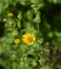 Blešník obecný - Pulicaria vulgaris - prodej semen - 50 ks