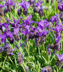 Levandule francouzská - Lavandula stoechas - osivo levandule - 20 ks