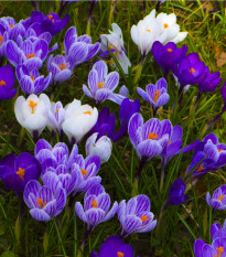 Krokusy - směs - Crocus - hlízy krokusů - 24 ks