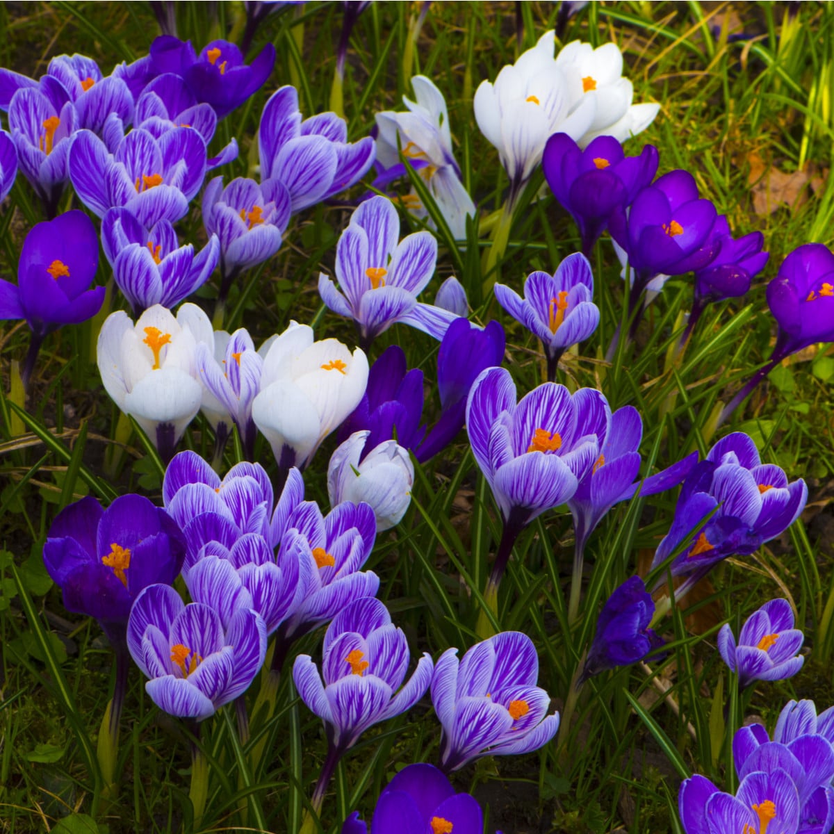 Krokusy - směs - Crocus - hlízy krokusů - 24 ks