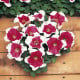 Petúnie mnohokvětá Red Frost F1 - Petunia multiflora - osivo petúnie - 20 ks