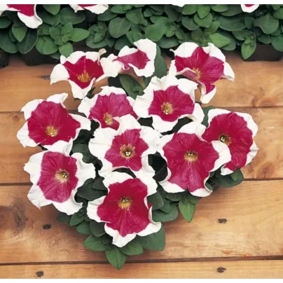 Petúnie mnohokvětá Red Frost F1 - Petunia multiflora - osivo petúnie - 20 ks