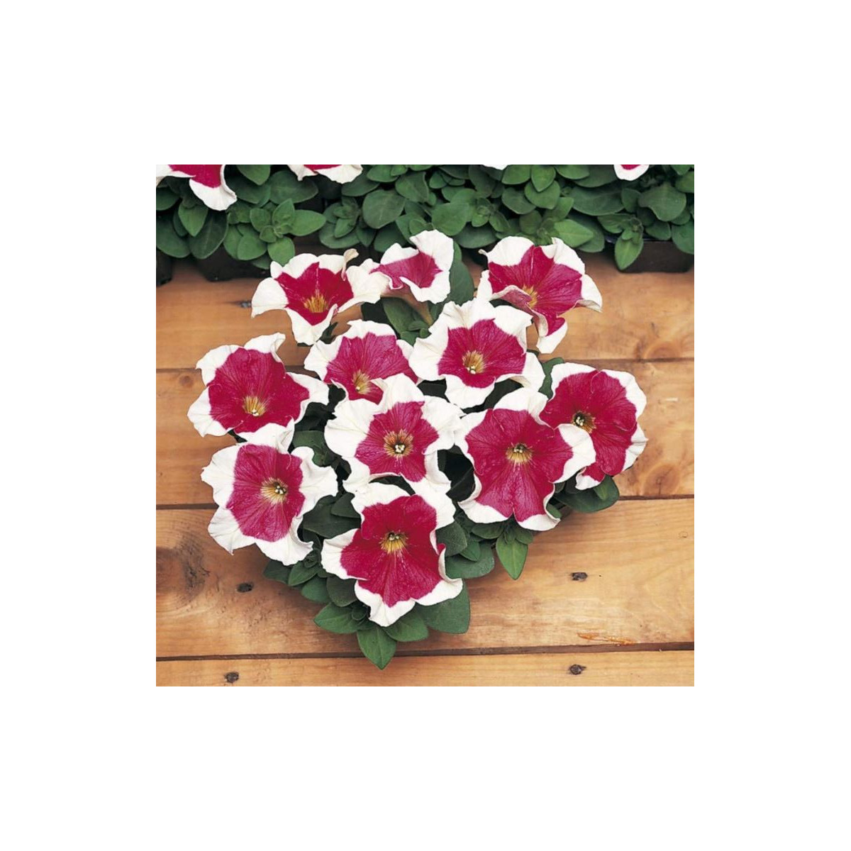 Petúnie mnohokvětá Red Frost F1 - Petunia multiflora - osivo petúnie - 20 ks