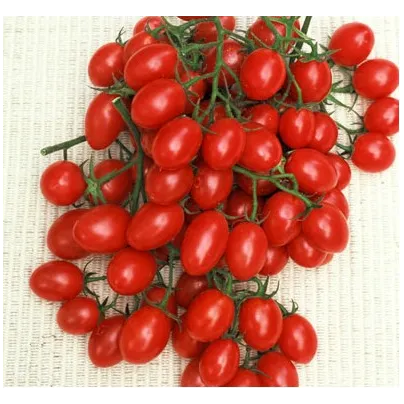 Rajče Rosalita - Solanum lycopersicum - osivo rajčat - 7 ks